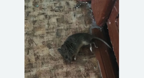 Дезинфекция от мышей в Якутске