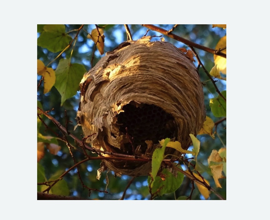 Обработка от шершней в Якутске