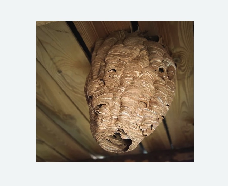 обработка от шершней в Якутске