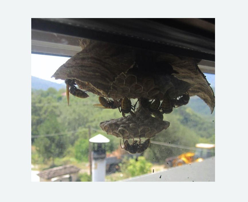 Уничтожение гнёзд шершней в Якутске