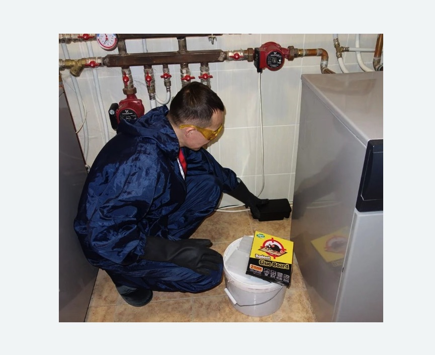 Уничтожение крыс в Якутске