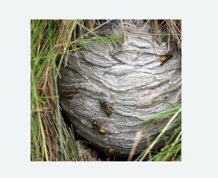 Уничтожение ос и ульев в Якутске